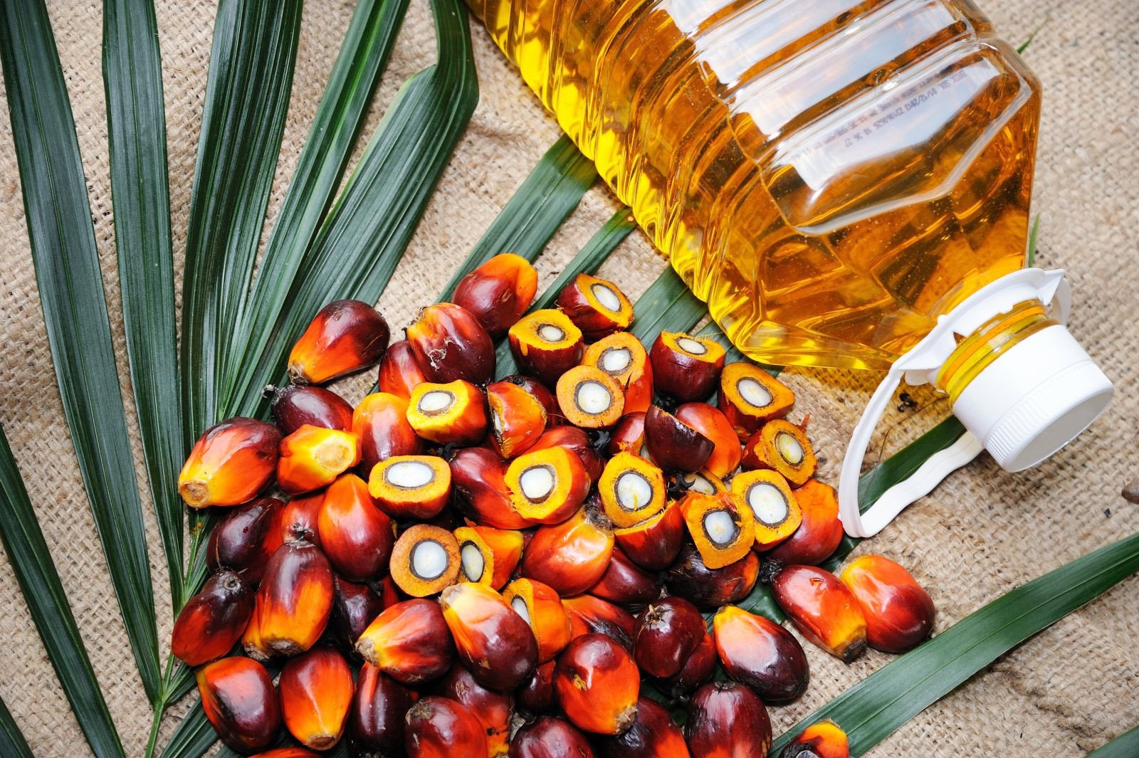 Is Palm Oil Bad For Your Health?
