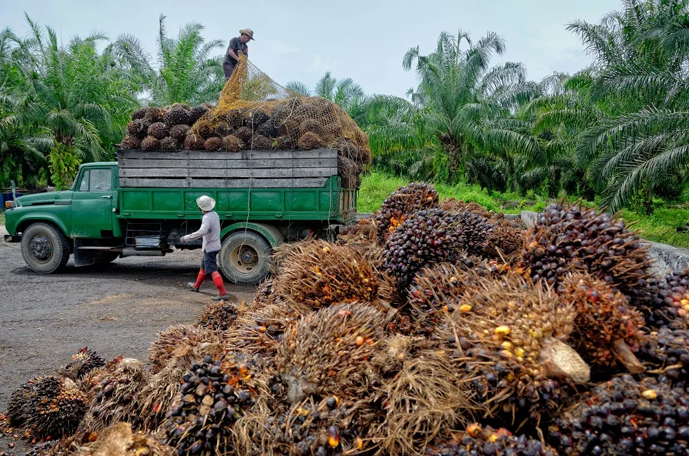 Is Palm Oil Bad For Your Health?